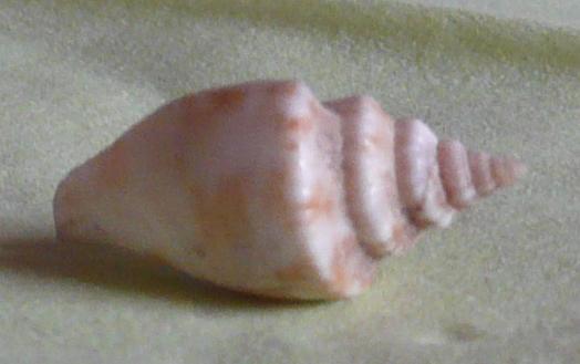 Ligia beach, mer �g�e.